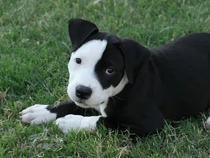 Tot ce trebuie sa stii despre pui Pit Bull Terrier