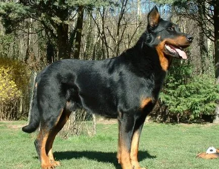 Toate animalele despre - Beauceron, Totul despre animale