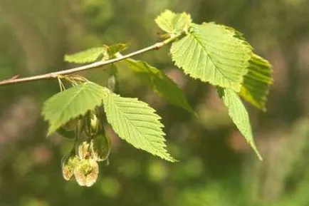 Elm gyakori típusa és jellemzői