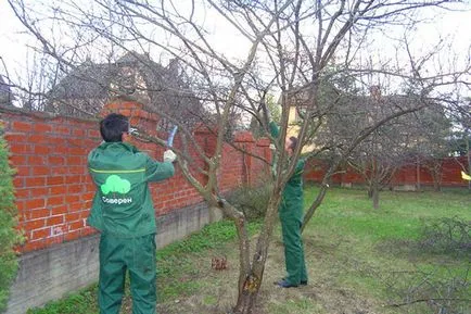 De ce spoială de pomi fructiferi în primăvară, calendarul punerii sale în aplicare