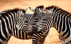 Zebra - állat Afrika