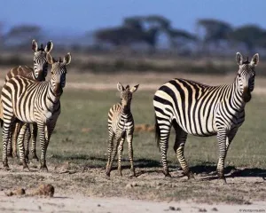 Zebra - állat Afrika