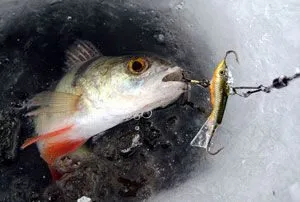 Téli halászat sügér a rocker - Tippek kezdőknek