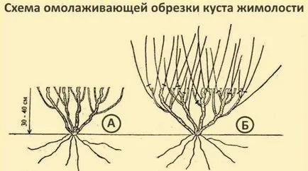 Орлови нокти декоративни описание, видове и сортове