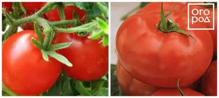 12 timpurietate de soiuri de tomate care pot fi semănate în aprilie și mai, în grădină ()