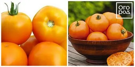 12 timpurietate de soiuri de tomate care pot fi semănate în aprilie și mai, în grădină ()