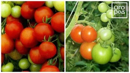 12 timpurietate de soiuri de tomate care pot fi semănate în aprilie și mai, în grădină ()