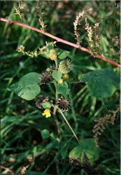 Abutilon (selyemmályva),