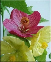 Abutilon (selyemmályva),