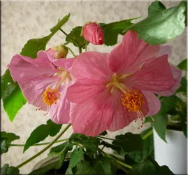 Abutilon (selyemmályva),