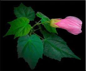 Abutilon (selyemmályva),