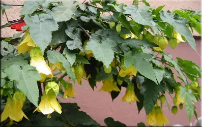 Abutilon (selyemmályva),