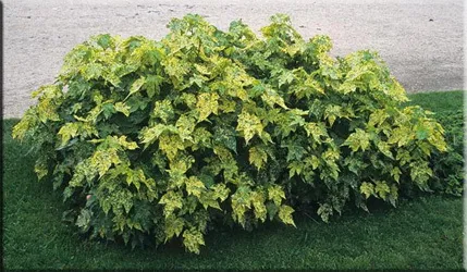 Abutilon (selyemmályva),