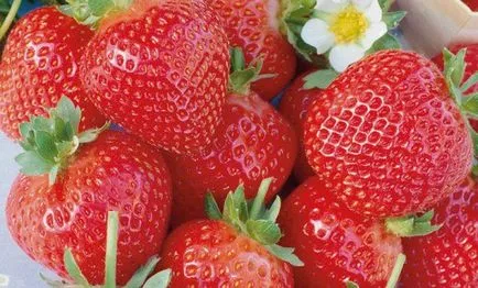 Топ 37 сортове с едри плодове ягода, нов до Урал и други