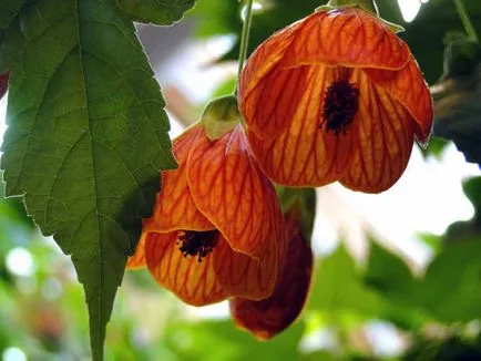 Abutilon otthoni gondozást, fajok és fajták