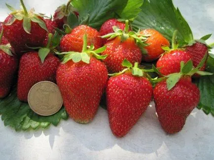 Топ 37 сортове с едри плодове ягода, нов до Урал и други