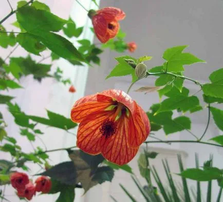 грижа Abutilon у дома, видове и сортове