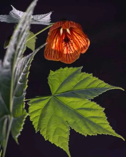 Abutilon otthoni gondozást, fajok és fajták