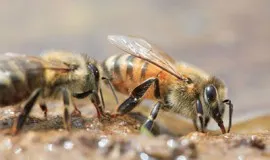 Akarapidoz méh kezelés, a tünetek és jelek