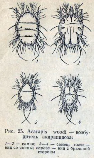 Akarapidoz méhek, méh-betegség