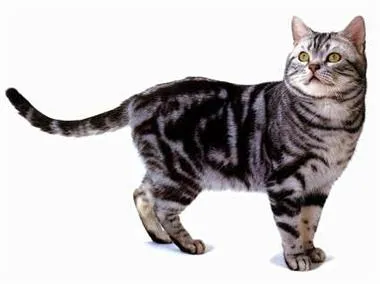 Американската kurtshaar (American Shorthair) - описание на породата, характер, болестта и снимките