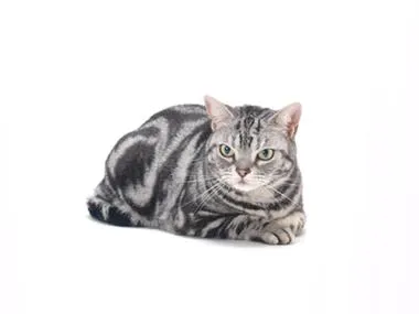 Американската kurtshaar (American Shorthair) - описание на породата, характер, болестта и снимките