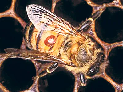 Akarapidoz за лечение на пчелите, симптоми и признаци