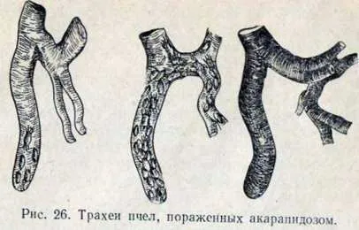 Akarapidoz пчели, пчелен заболяване