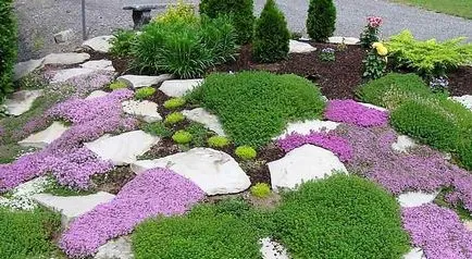 Alpine aluneca mâinile sale alpine grădină cu pietre și plante ornamentale