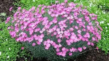 Alpine aluneca mâinile sale alpine grădină cu pietre și plante ornamentale