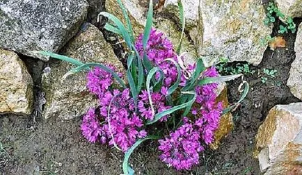 Alpine aluneca mâinile sale alpine grădină cu pietre și plante ornamentale