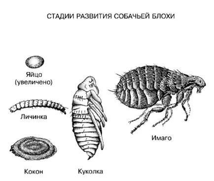 Alergiile la câini - simptome și tratament