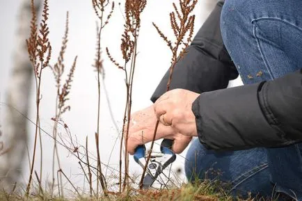 Astilba de plantare, cultivare, îngrijire