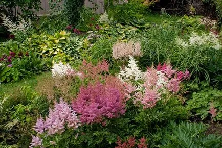 Astilbe kerttervezés - mezőgazdaság, az időzítés, hogy mikor és hol kell ültetni az őszi Astilbe,