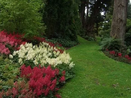 Astilbe kerttervezés - mezőgazdaság, az időzítés, hogy mikor és hol kell ültetni az őszi Astilbe,