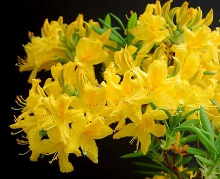 Azalea - родното място на растението, което означава, корените, листата, видео