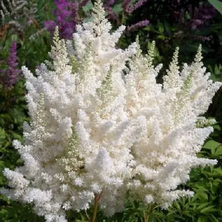 Astilbe în design peisagistic - agricultura, calendarul, atunci când și unde să planteze Astilbe de toamnă,