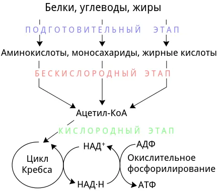 Етапи енергийния метаболизъм