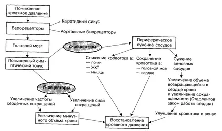 Cardiomiopatia Farmakokorrektcii la câini