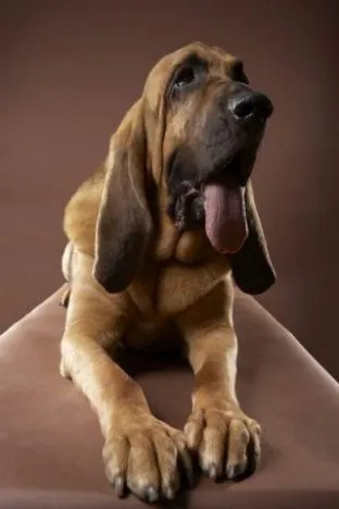 Bloodhound описание порода, здраве, грижи, характер и снимка