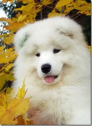 Un husky alb Samoyed