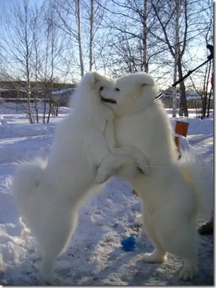 Un husky alb Samoyed