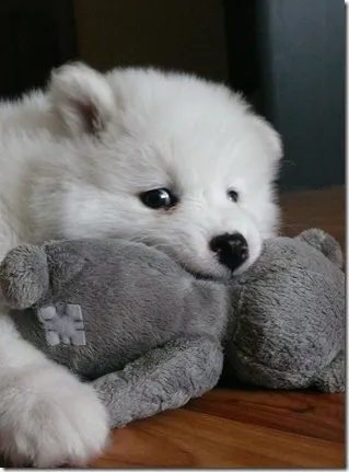 Un husky alb Samoyed