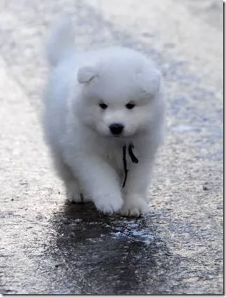 Un husky alb Samoyed