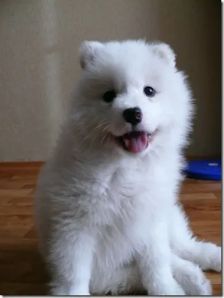 Un husky alb Samoyed