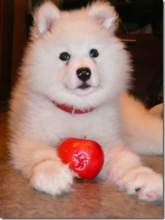 Un husky alb Samoyed