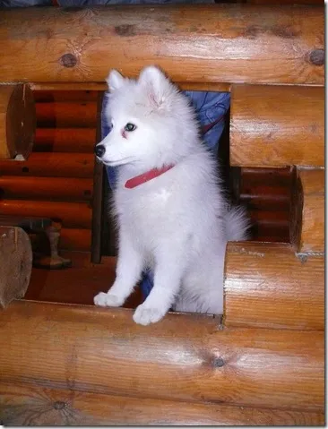 Un husky alb Samoyed