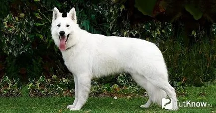 Бяло швейцарско овчарско куче порода описание