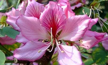 Bauhinia - îngrijire, cultivare, reproducere, flori de grădină (conac)