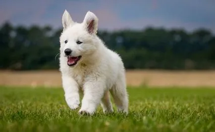 Berger Blanc Suisse - fotók, árak, leírás a fajta és annak jellegét